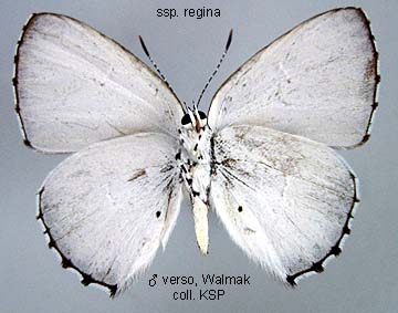 Philiris Innotata Papua Insects Foundation (Lepidoptera/Lycaenidae/Lycaeninae(Philiris ...